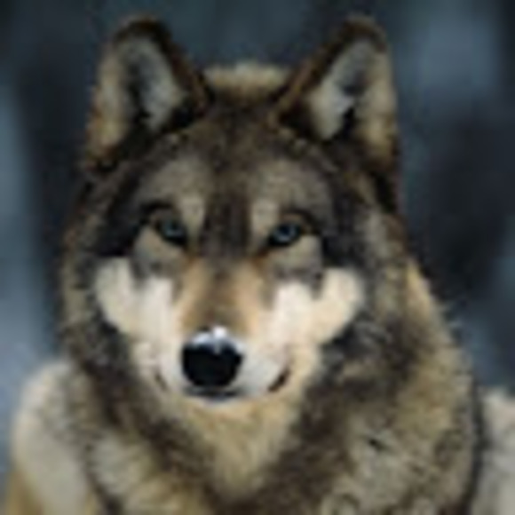 Meet your Posher, Sophie - Picture 1 of 1